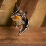 Why is Professional Bat Removal Important?
