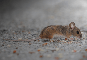 Read more about the article Why You May Still See Mice in Spring