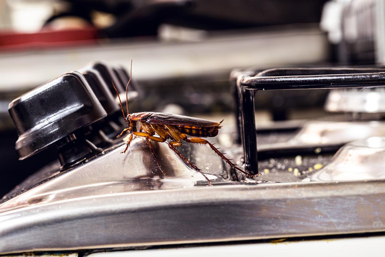 Read more about the article What to Do About Pests on Your Commercial Property