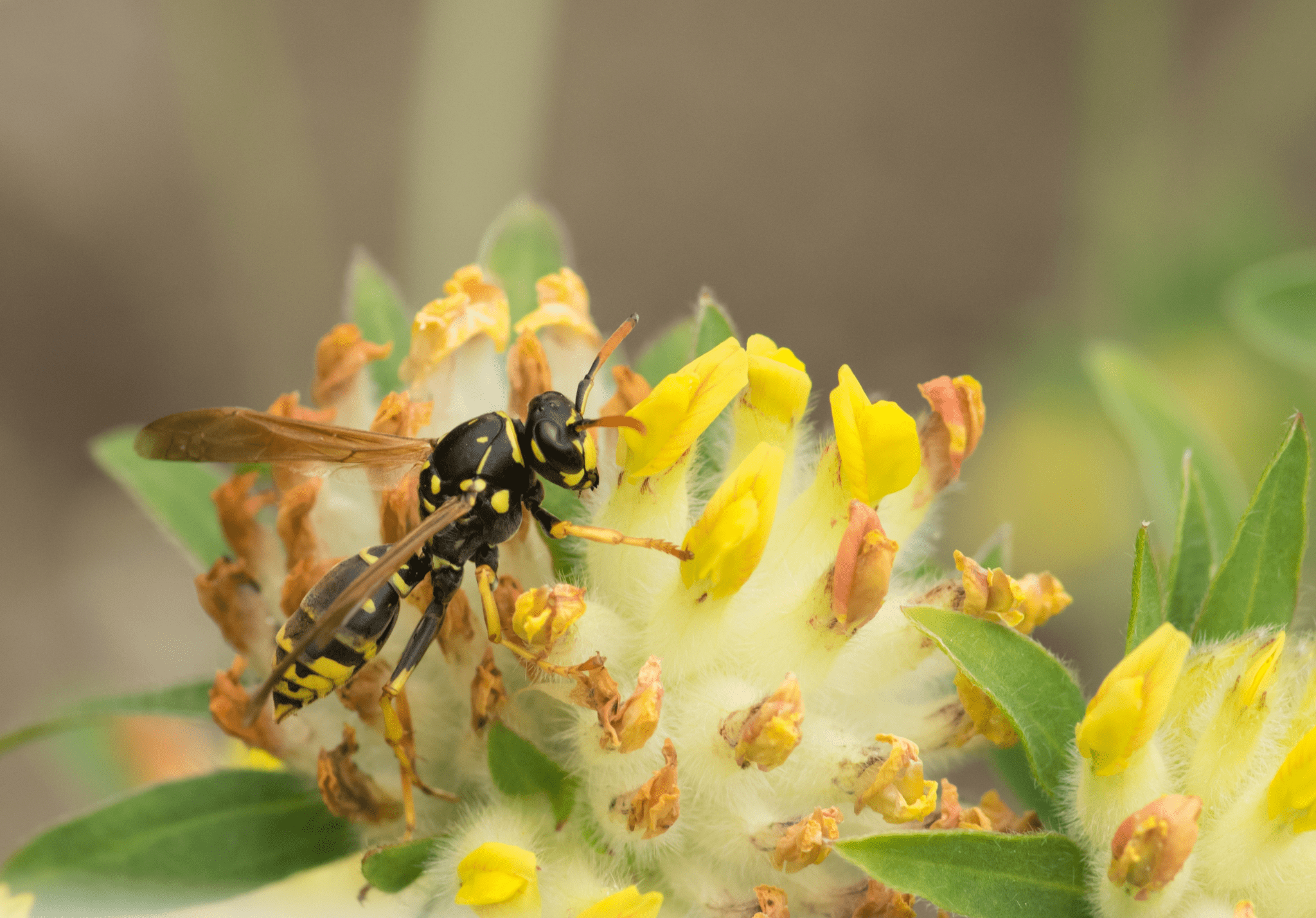 You are currently viewing 5 of the Most Common Wasp Species to Look Out for This Spring