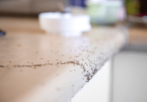 Read more about the article Found Ants in Your Home? Here’s What You Need to Know