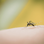 Interesting Facts You Probably Didn’t Know About Mosquitoes