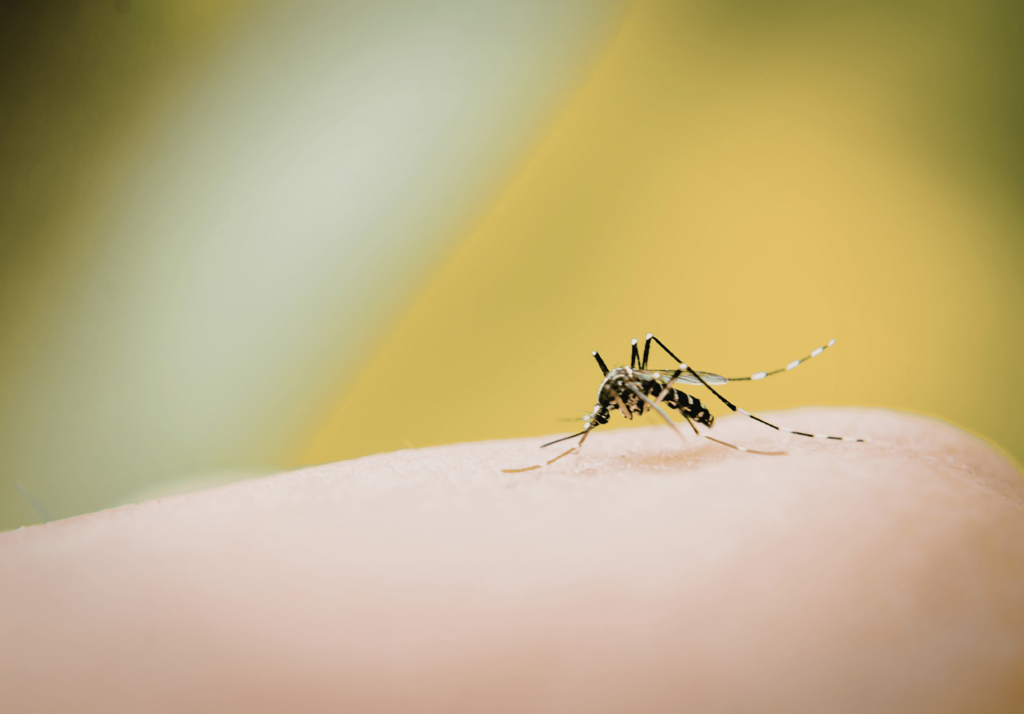 You are currently viewing Interesting Facts You Probably Didn’t Know About Mosquitoes