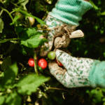5 Tips for Keeping Pests Out of Your Garden