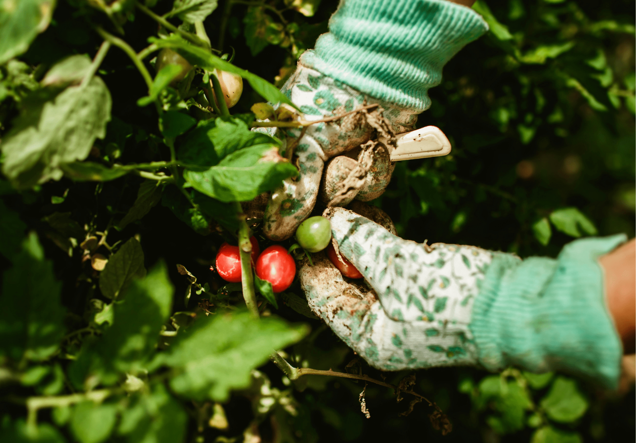Read more about the article 5 Tips for Keeping Pests Out of Your Garden
