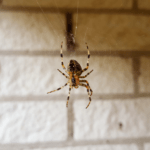 What Attracts Spiders to People’s Homes in Spring?