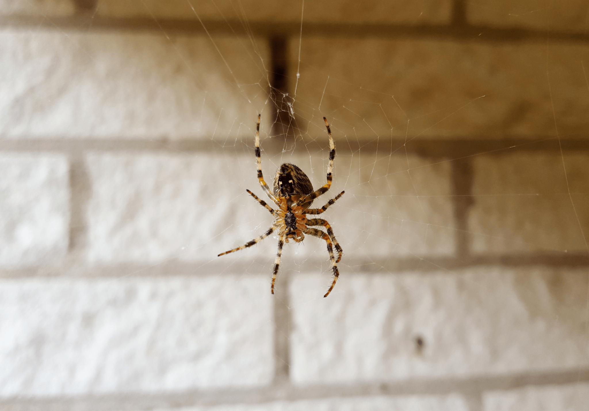 Read more about the article What Attracts Spiders to People’s Homes in Spring?