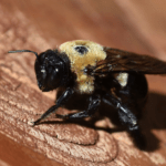 A Guide to Wood-Destroying Insects