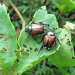Midwest Summer Pests to Watch Out For