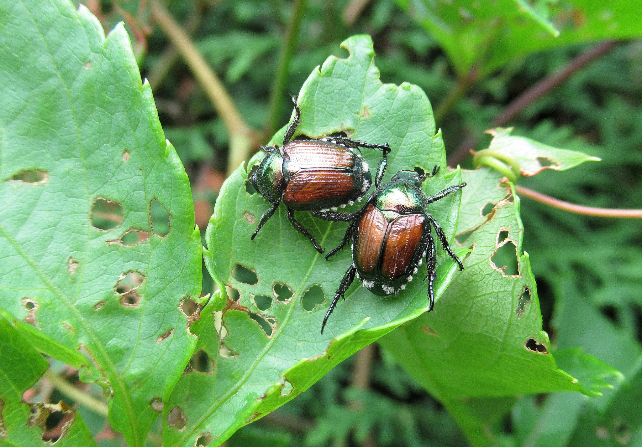 You are currently viewing Midwest Summer Pests to Watch Out For