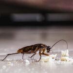 What Should You Do if You See Roaches in Your Home?