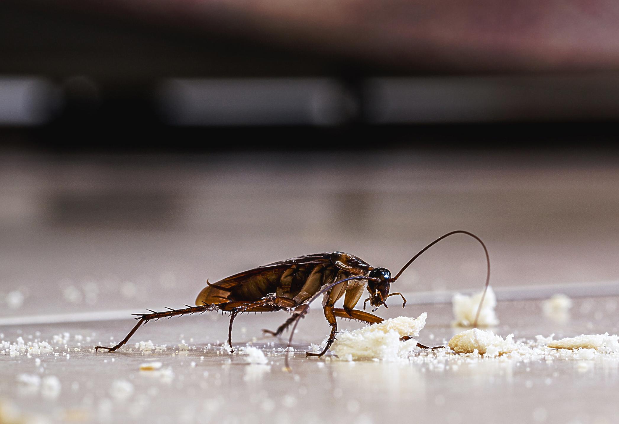 You are currently viewing What Should You Do if You See Roaches in Your Home?