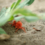 An Expert Pest Control Company’s Guide to Mites