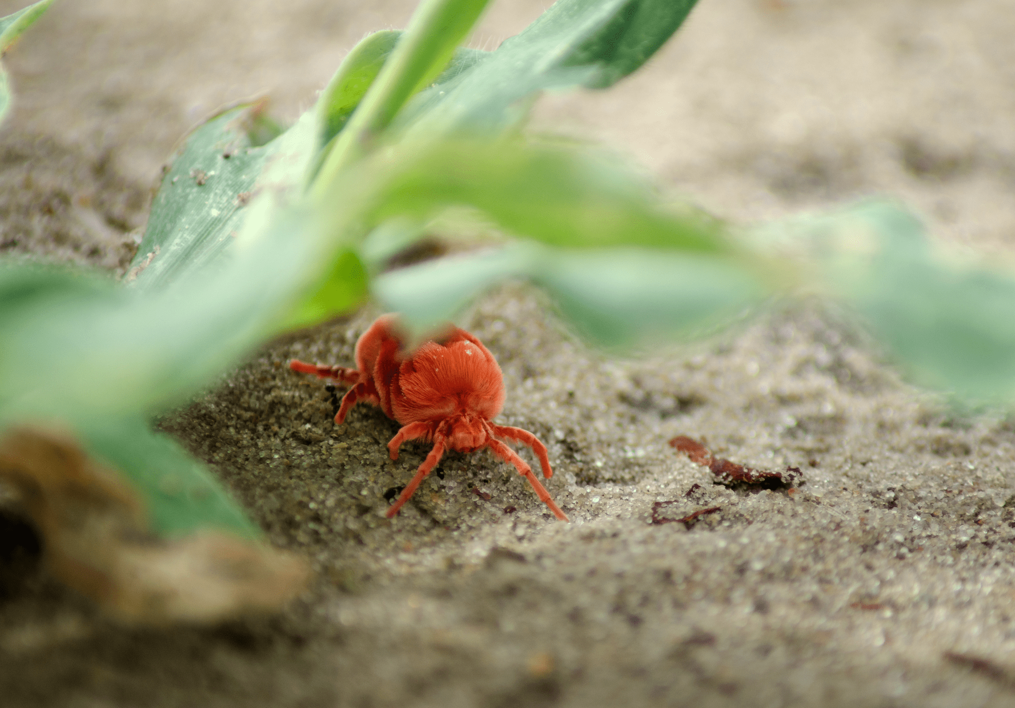 You are currently viewing An Expert Pest Control Company’s Guide to Mites