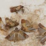 Seeing Moths Around Your Home? Here’s What You Need to Know