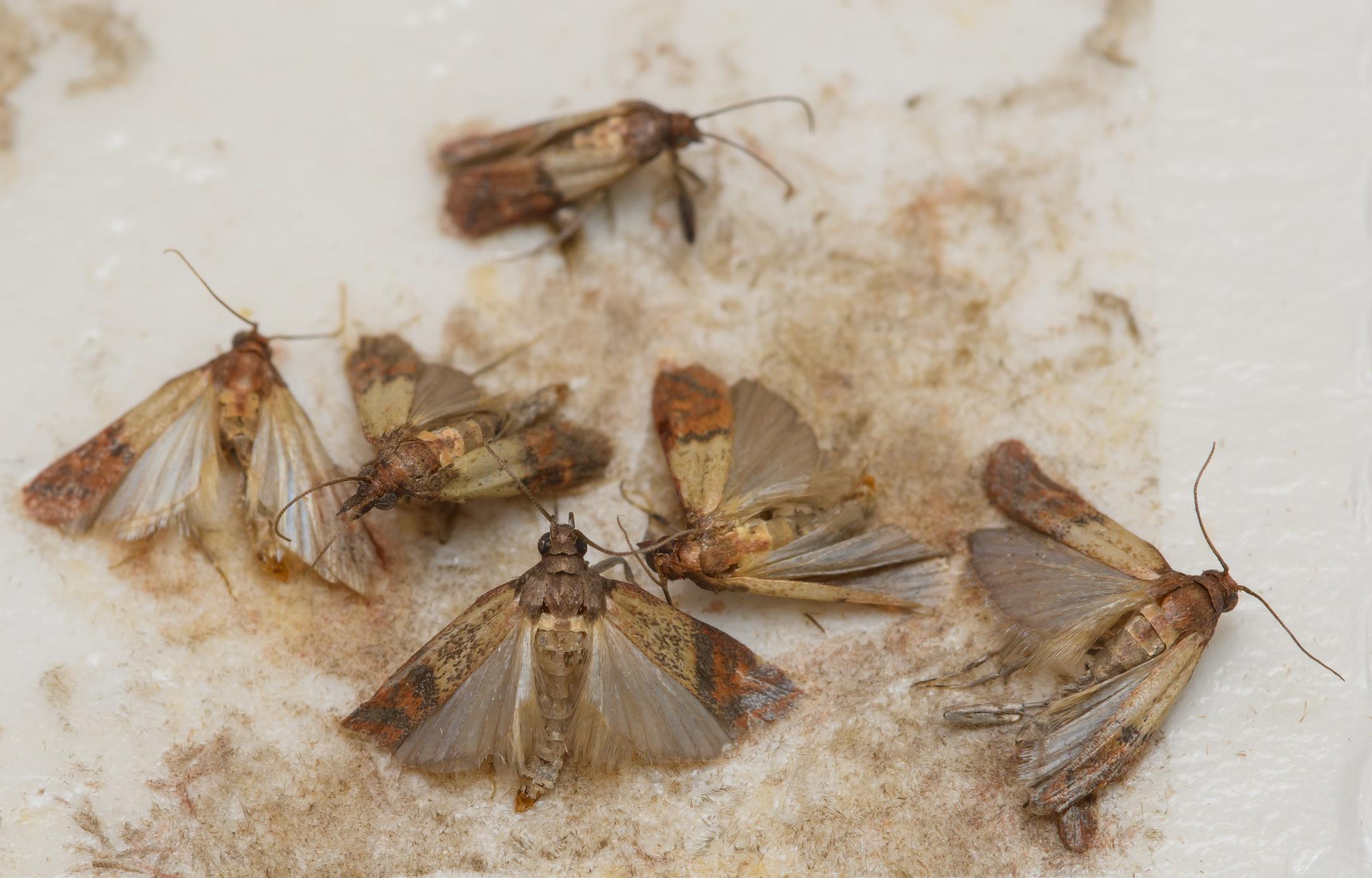 You are currently viewing Seeing Moths Around Your Home? Here’s What You Need to Know