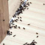 How to Treat Your Home for Ants