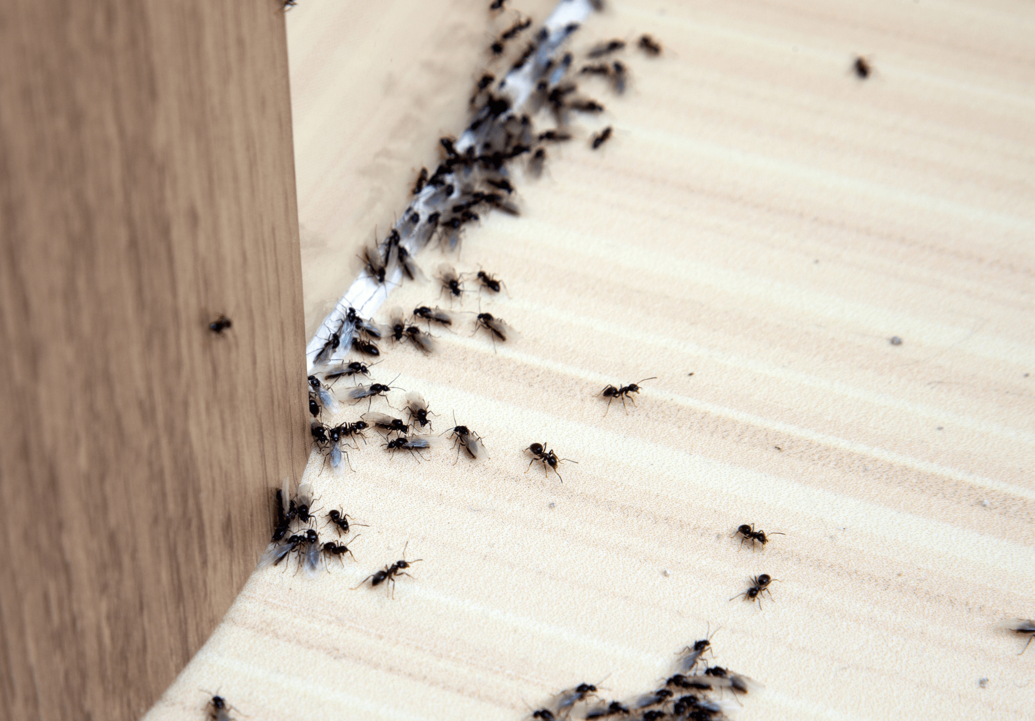 You are currently viewing How to Treat Your Home for Ants