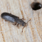 Everything You Need to Know About House Beetles