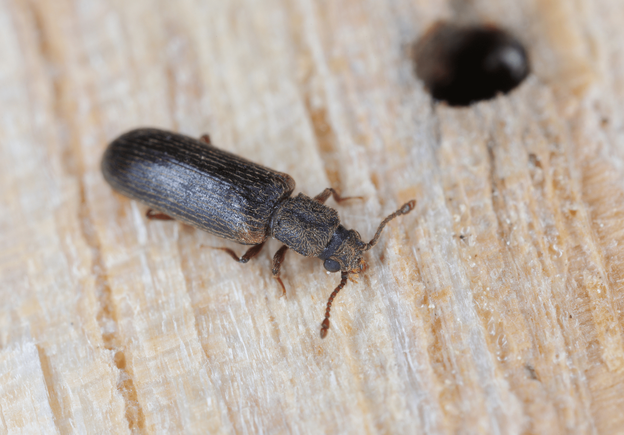 You are currently viewing Everything You Need to Know About House Beetles
