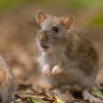 The Summer Rodent Problem in Nebraska