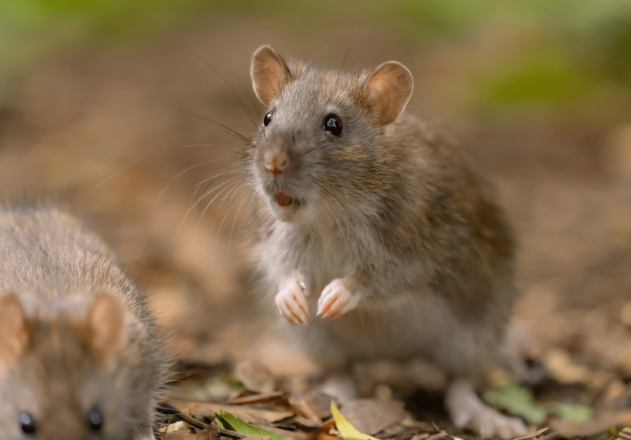 You are currently viewing The Summer Rodent Problem in Nebraska