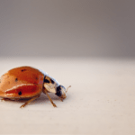 Myths and Misconceptions About Asian Lady Beetles