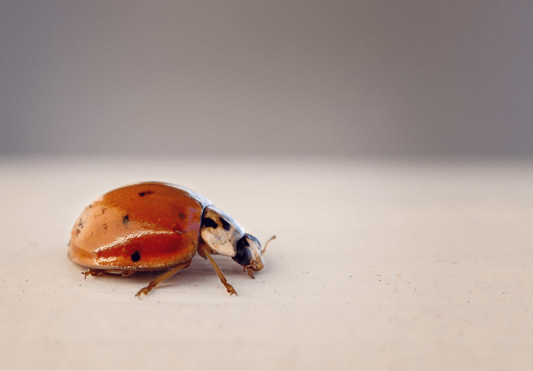 You are currently viewing Myths and Misconceptions About Asian Lady Beetles