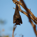 5 Tips for Keeping Bats Away From Your Home