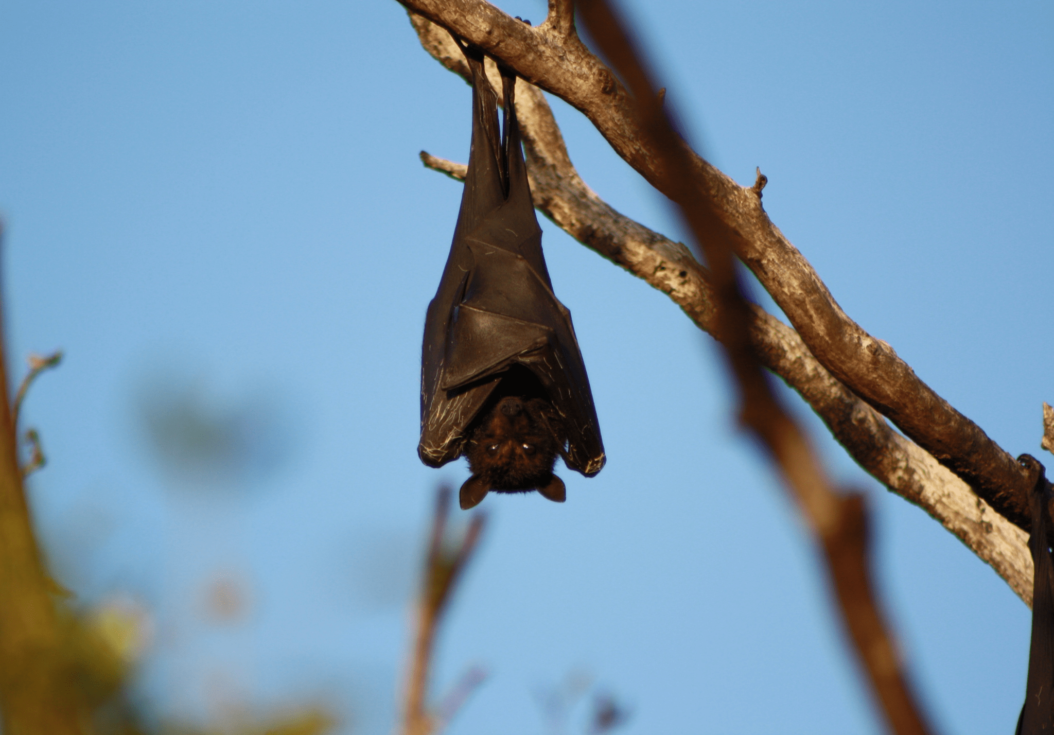 Read more about the article 5 Tips for Keeping Bats Away From Your Home