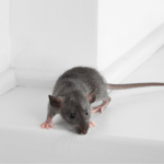 How to Tell If You Have Mice in Your Home