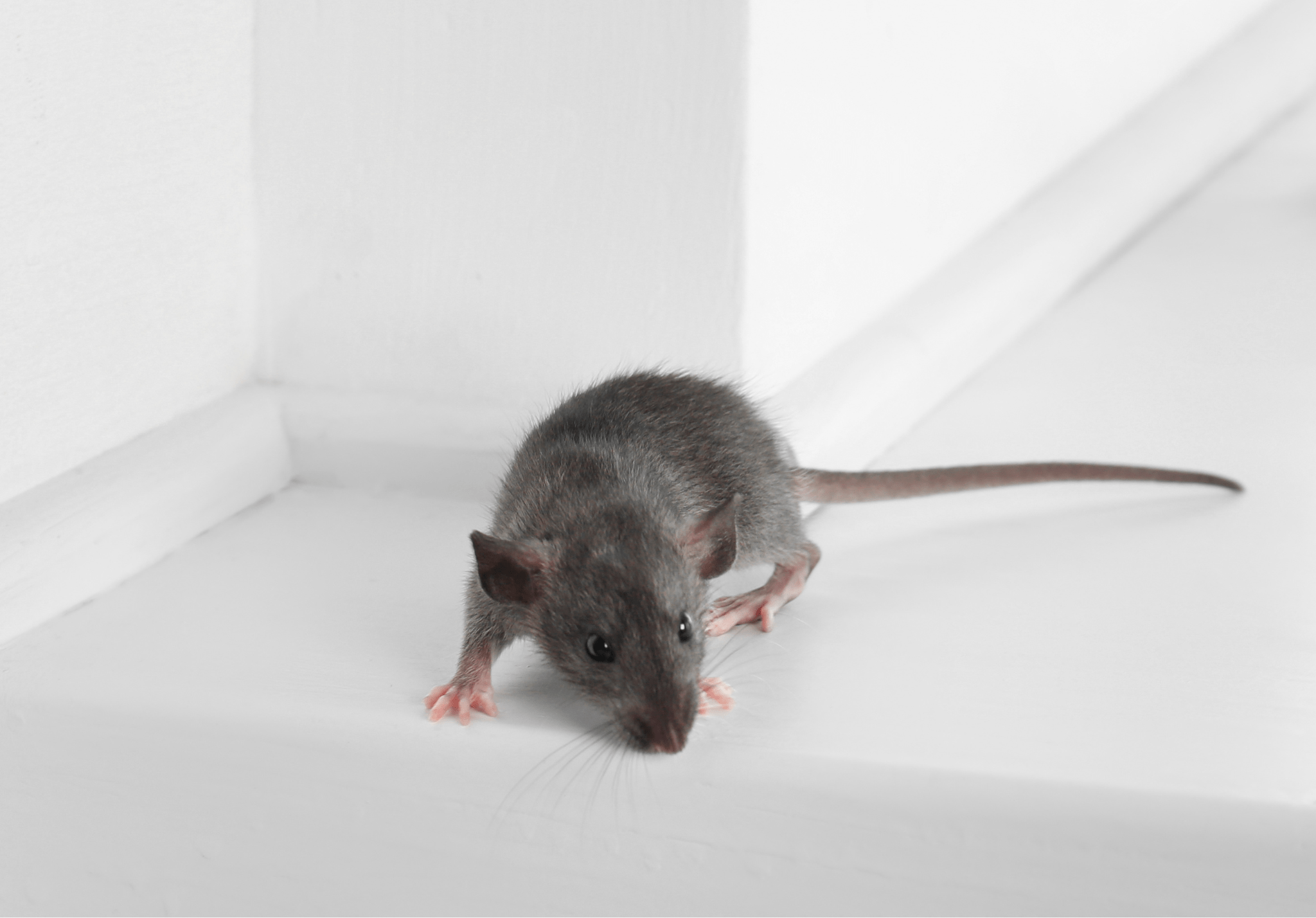 You are currently viewing How to Tell If You Have Mice in Your Home