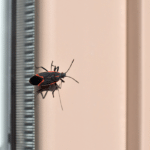 Things People Get Wrong About Boxelder Bugs
