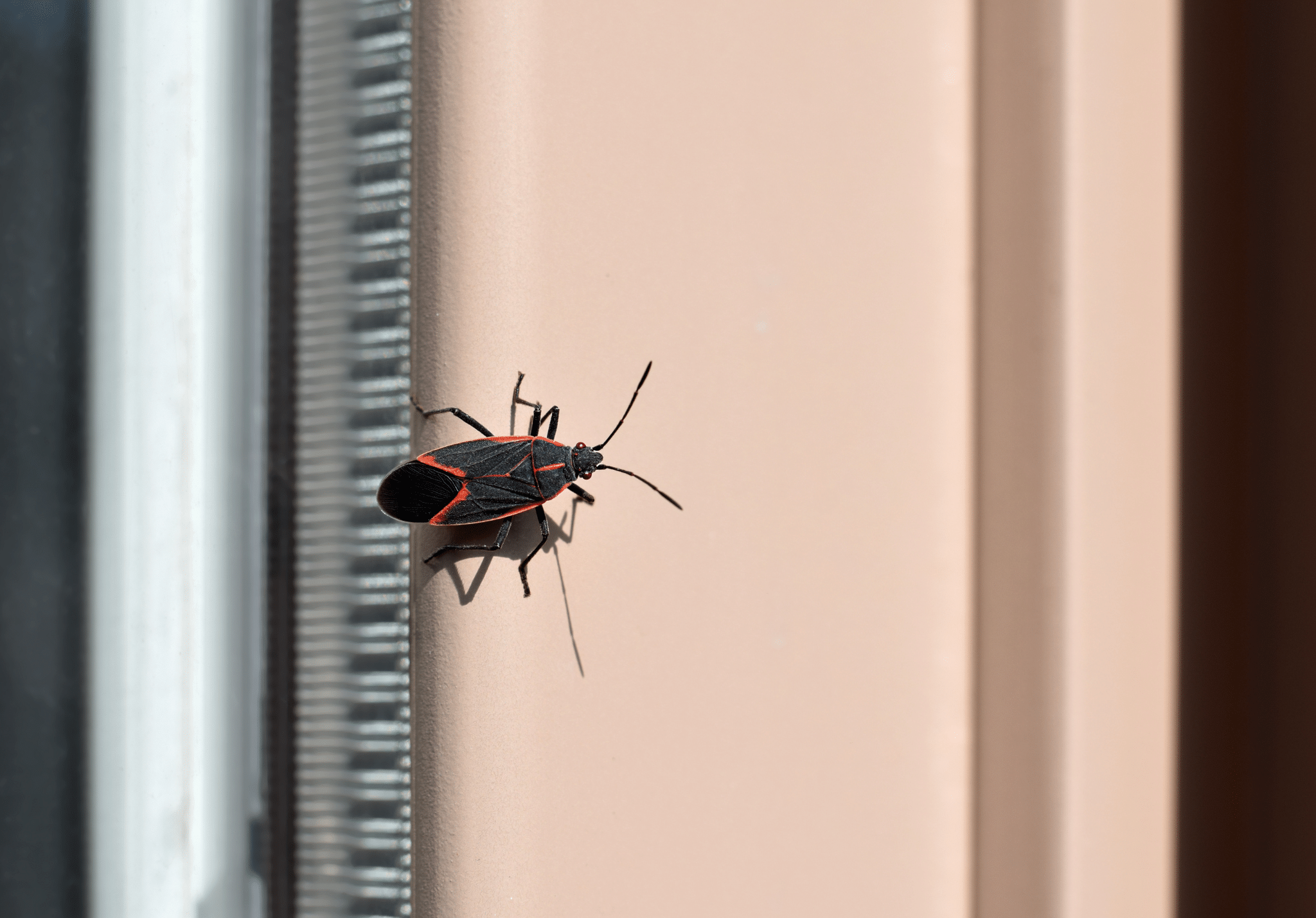 You are currently viewing Things People Get Wrong About Boxelder Bugs