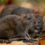 6 Pests That May Be in Your Yard in the Fall
