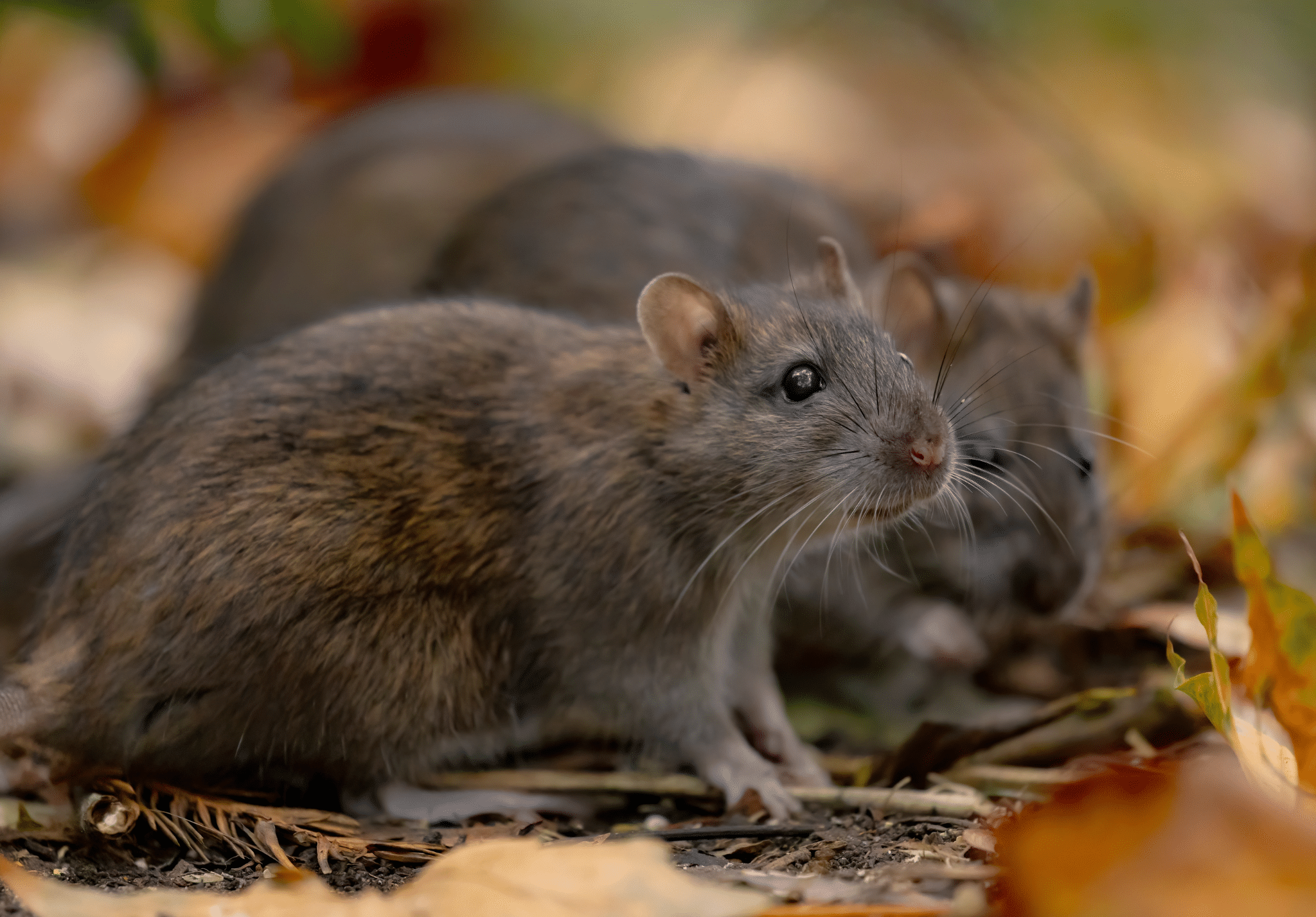 You are currently viewing 6 Pests That May Be in Your Yard in the Fall