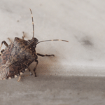 Discovered Stink Bugs in Your Home? Here’s What to Do