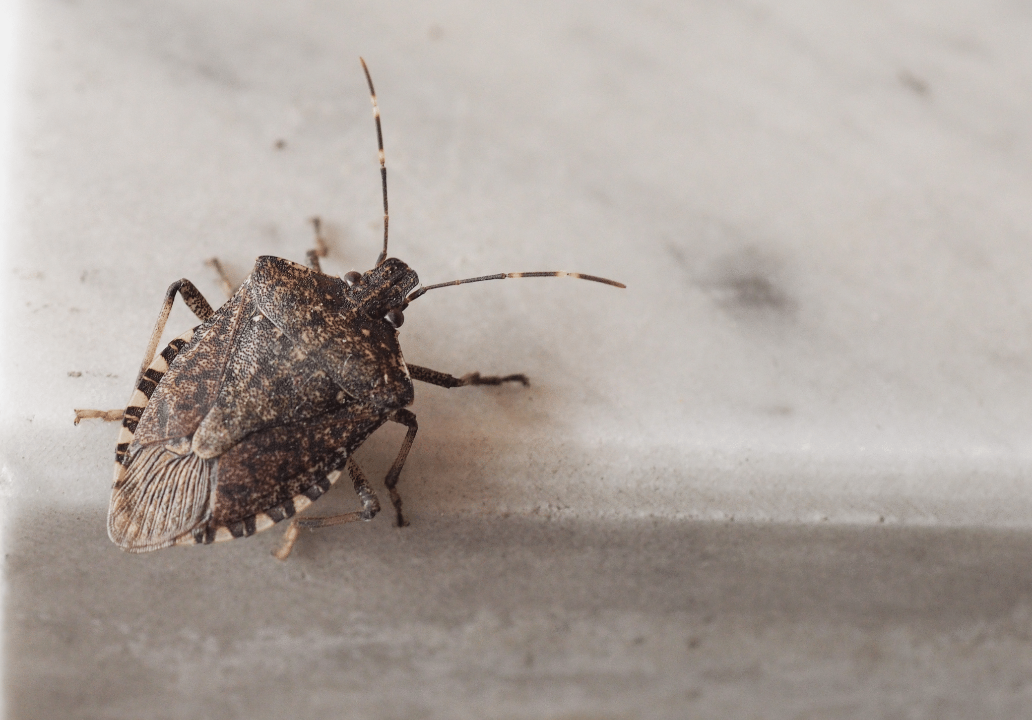 Read more about the article Discovered Stink Bugs in Your Home? Here’s What to Do